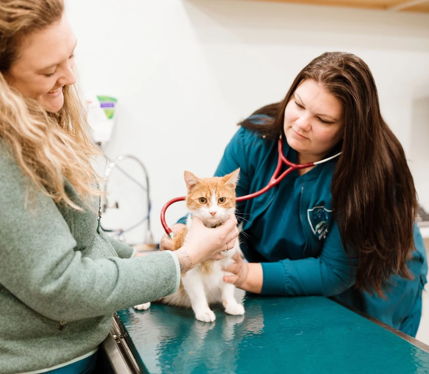 Wellness Exams & Preventative Care