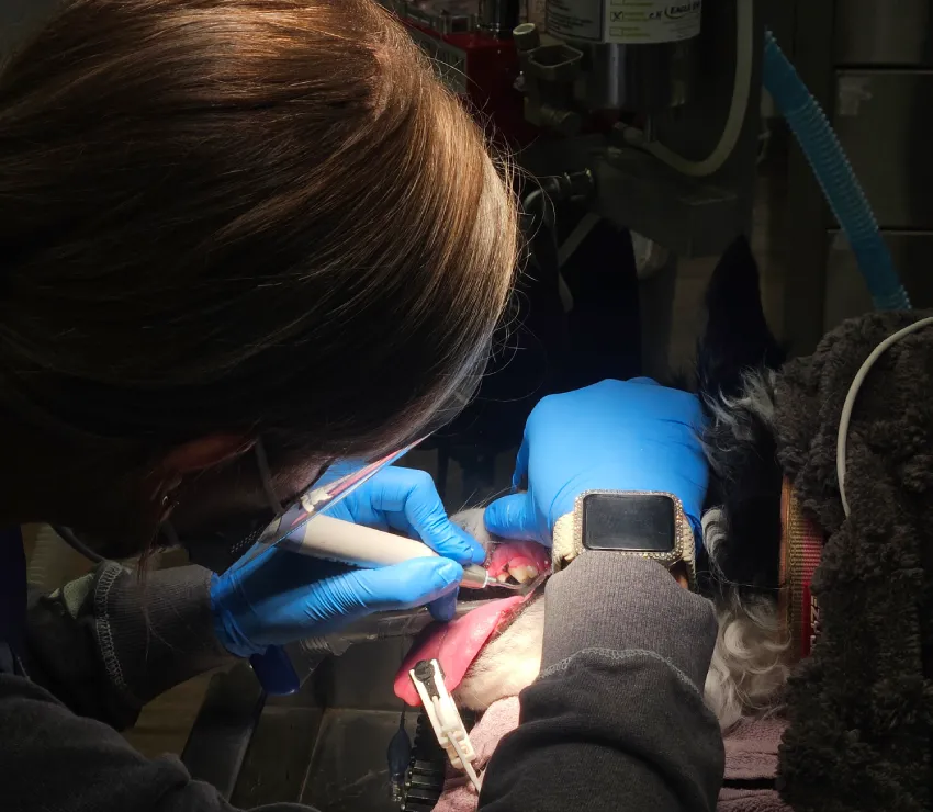 Pet Dentistry